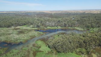 Natural wetland landscape