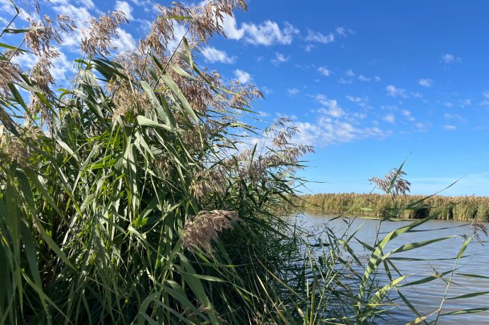 Common reed (Phragmites australis) with water in background