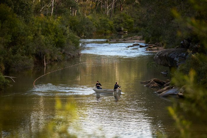Capturing platypus for release at the Royal National Park Park, Sydney NSW