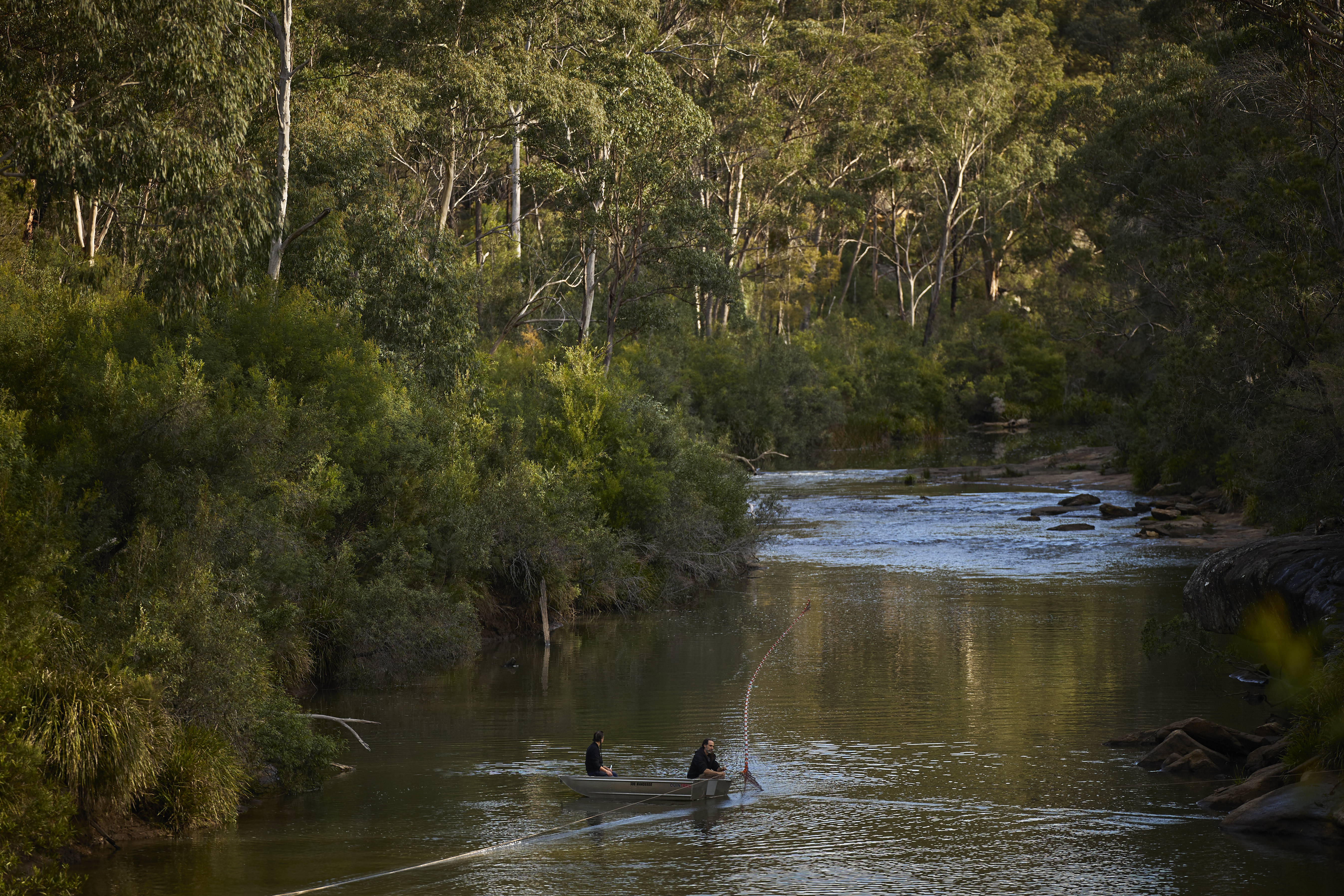 Capturing platypus for release at the Royal National Park Park, Sydney NSW