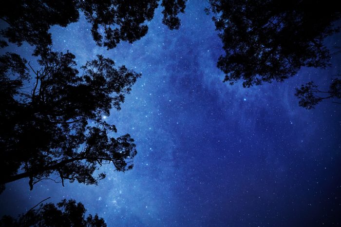 Capturing platypus for release at the Royal National Park Park, Sydney NSW