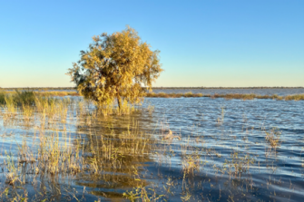 Wetland with a tree and some vegetation growing in it