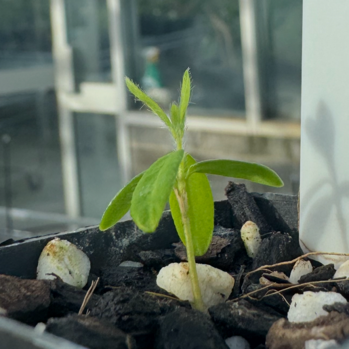 2025-07-Pimelea-venosa