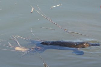 2023-08-platypus-project_PhDOpportunity.jpg