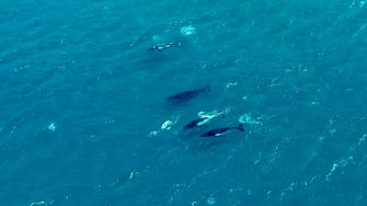 humpback whales