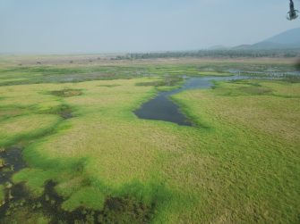 Freshwater wetland near Glenprairie on the Herbert River floodplain, aerial waterbird survey 2025
