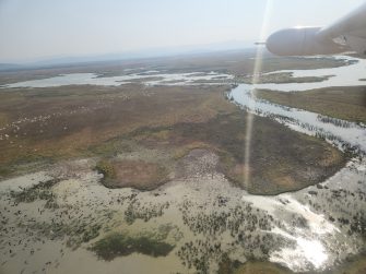 Magpie geese on the Styzx River floodplain, aerial survey 2025