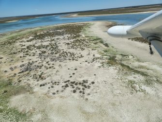 Pelicans nesting on Lake Galilee, aerial waterbird survey 2025