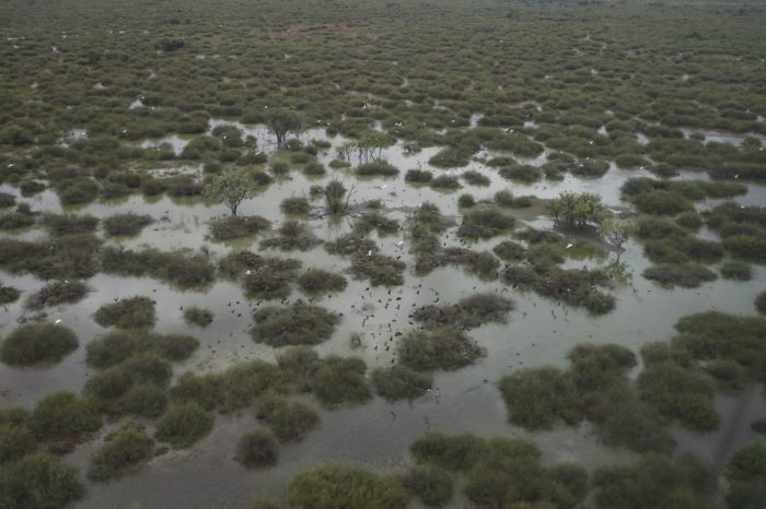 Lake Yantabulla, aerial waterbird survey, 2025