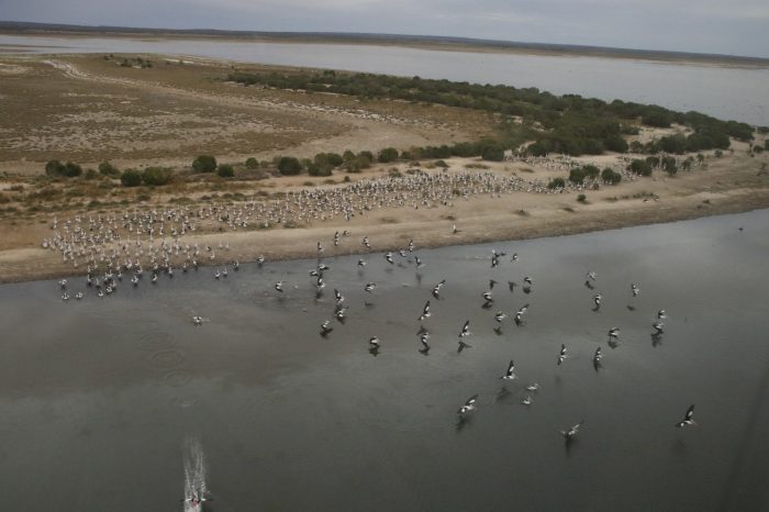 Lake Wyara aerial waterbird survey, 2025