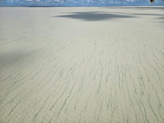 Different habitat types of the Bulloo Overflow, aerial waterbird survey, 2025