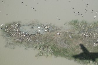 Rookery of breeding ibis, Kerang, aerial waterbird survey, 2025
