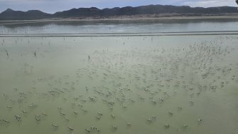 Pelicans on Lake Brewster, aerial waterbird survey, 2025