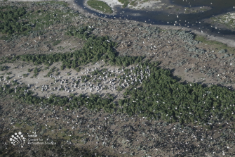 Aerial view of sand, coastal vegetation and some water with lots of birds