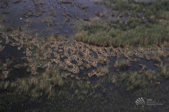 Aerial view of water and grasses with birds nesting