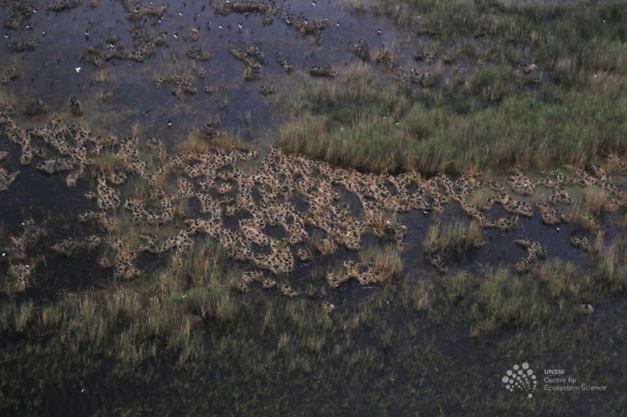 Aerial view of water and grasses with birds nesting