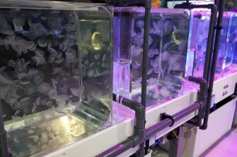Jellyfish in tanks in a lab