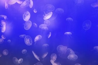 Image of jellyfish in a tank