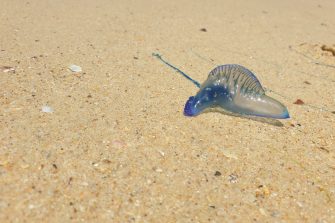Image of a blubottle on a beach