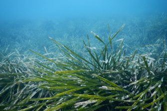 Effects of below-ground microbes and plant genetics on seagrass performance