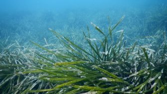 CMSI Seagrass