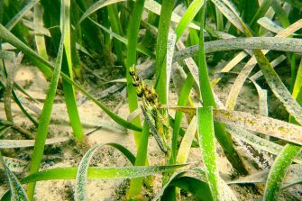 Seagrass