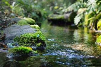 Small river (stream) in the dark evergreen forest. Crystal clear water, rocks, moss, fern, plants close-up. Natural textures. Atmospheric landscape. Pure nature, environment, ecology