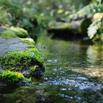 Small river (stream) in the dark evergreen forest. Crystal clear water, rocks, moss, fern, plants close-up. Natural textures. Atmospheric landscape. Pure nature, environment, ecology