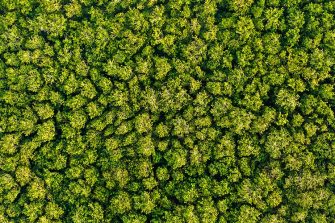 Aerial view Trees in the forest top view aerial rainforest ecosystem And healthy environment concept and background texture of forest view green trees from above text copy spac. Banner panorama