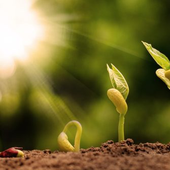 germinating seed to sprout of nut in agriculture and plant grow sequence with sunlight and green background 