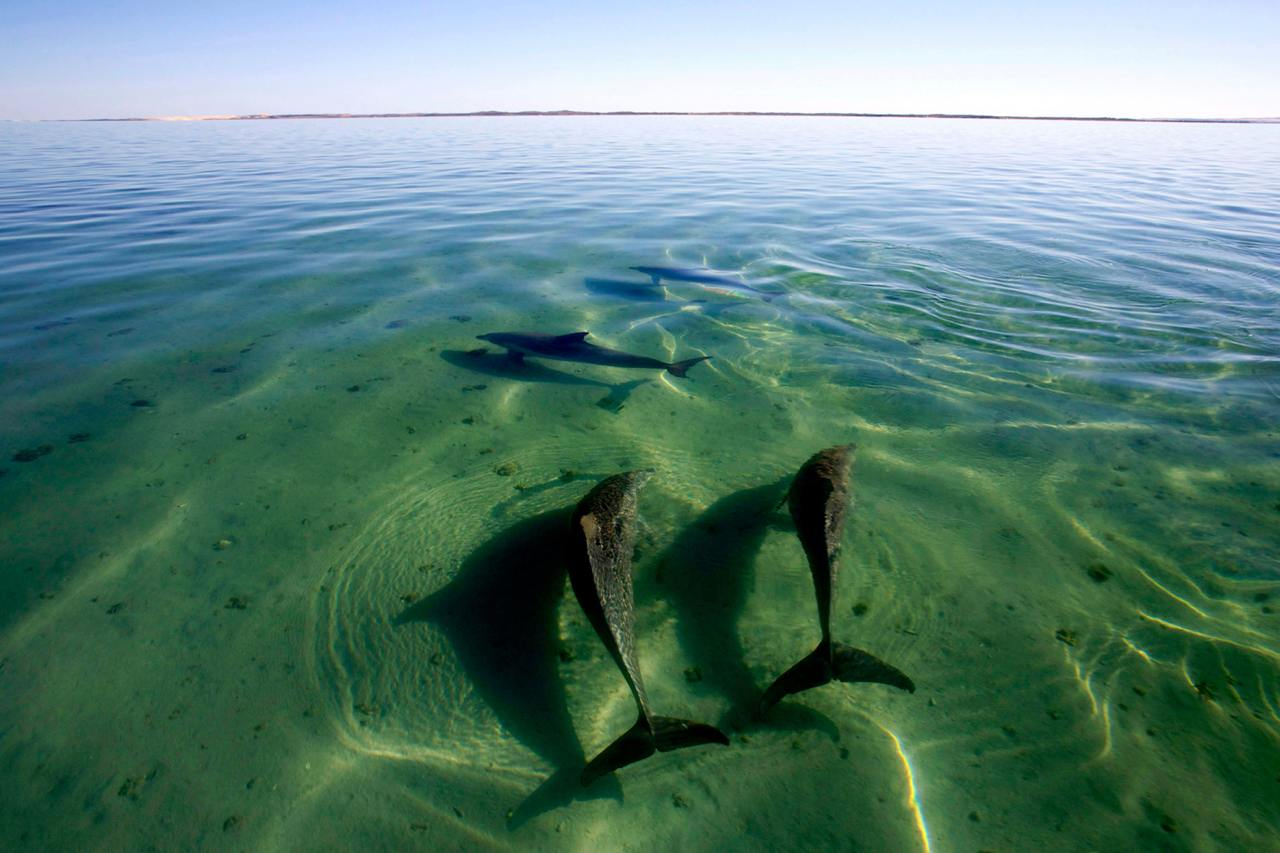 Dolphins swimming, Useless Inlet WA