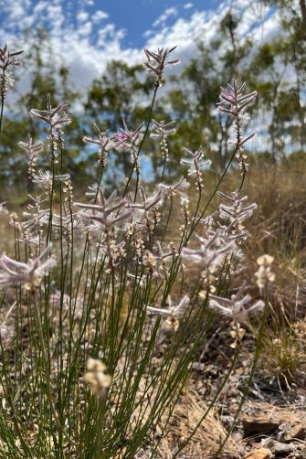 A close up of ptilotus senarius, a rediscovered plant