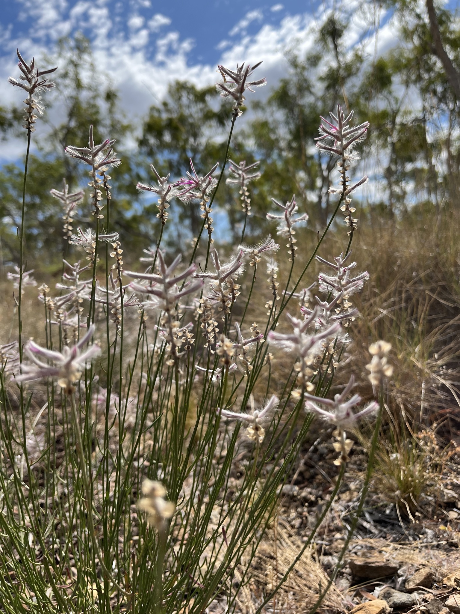 A close up of ptilotus senarius, a rediscovered plant