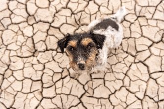 Small  cute dog sitting in a dry sandy desert and looking up
