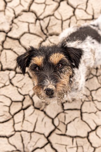 Small  cute dog sitting in a dry sandy desert and looking up