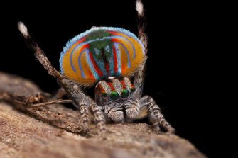 Portrait of beautiful peacock with feathers out