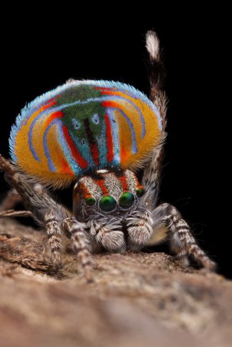Portrait of beautiful peacock with feathers out