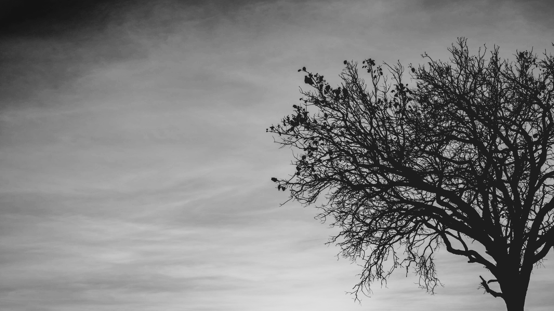 A tree in greyscale set against a cloudy sky