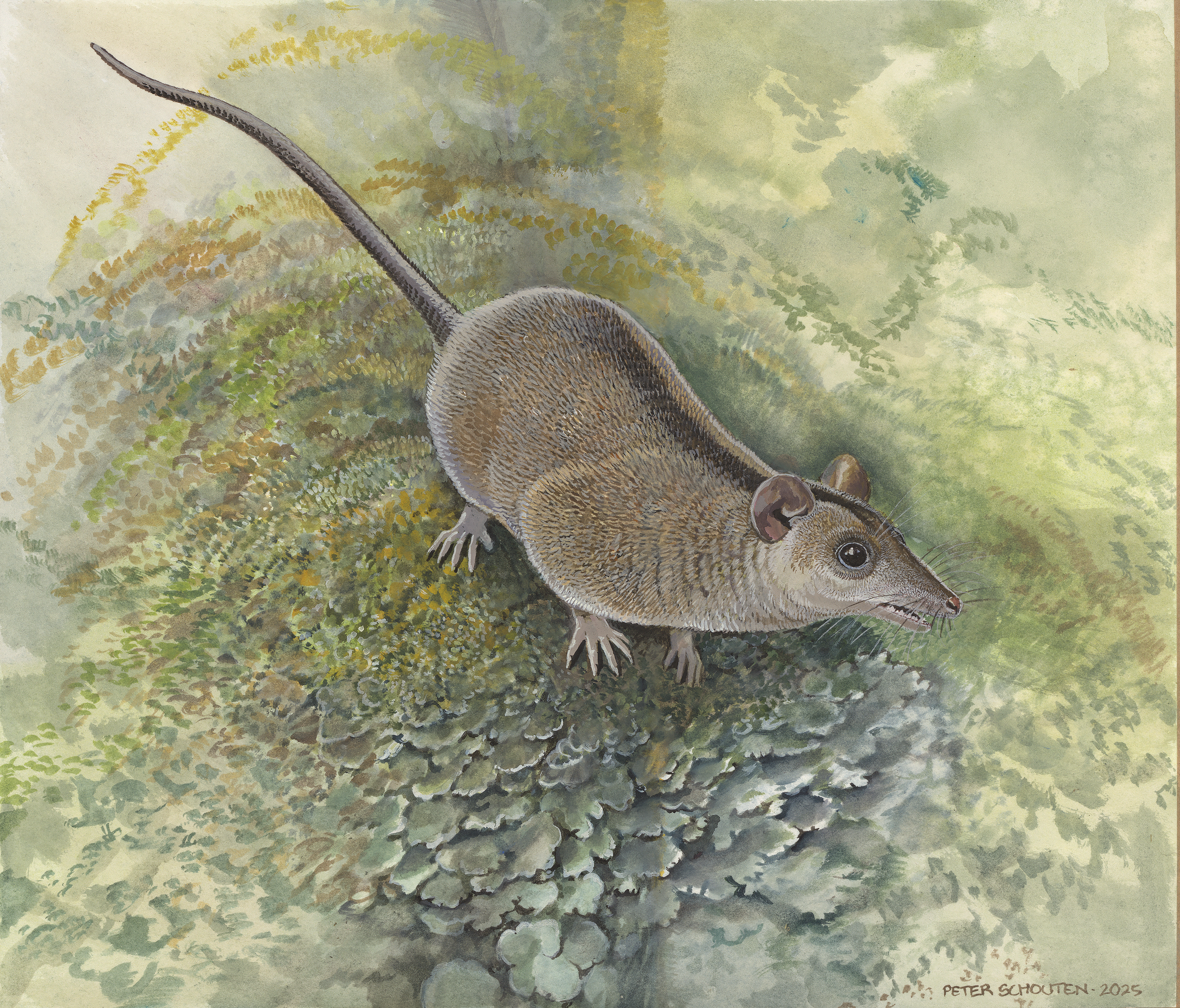 A rendering of an extinct marsupial