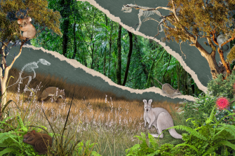 A rendering of an extinct marsupial