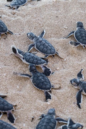 Turtles hatchlings on the beach