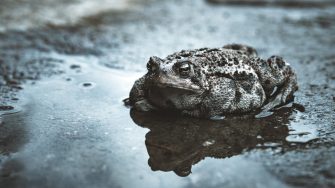 Cane toad in puddle