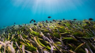 seagrass and fish in ocean