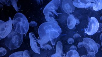 lots of jellyfish in the ocean