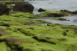 Probiotics for the ocean- how microbes can improve the health and performance of macroalgae