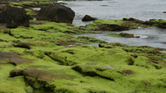 Moss covered stones near body of water with people in the background