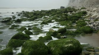 algae-geoffroy-hauwen