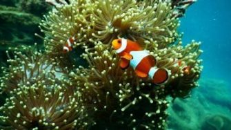 aquarium-aquatic-clown-fish