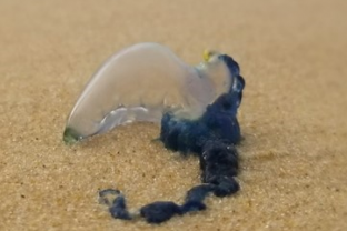 Gene thieves: how a nudibranch incorporates the stinging cells of the Bluebottle jellyfish