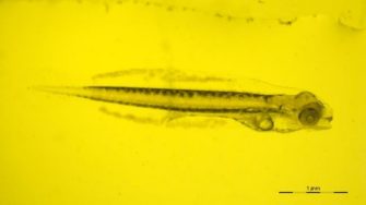 larval-fish